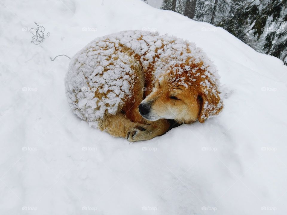 cold temperatures dog