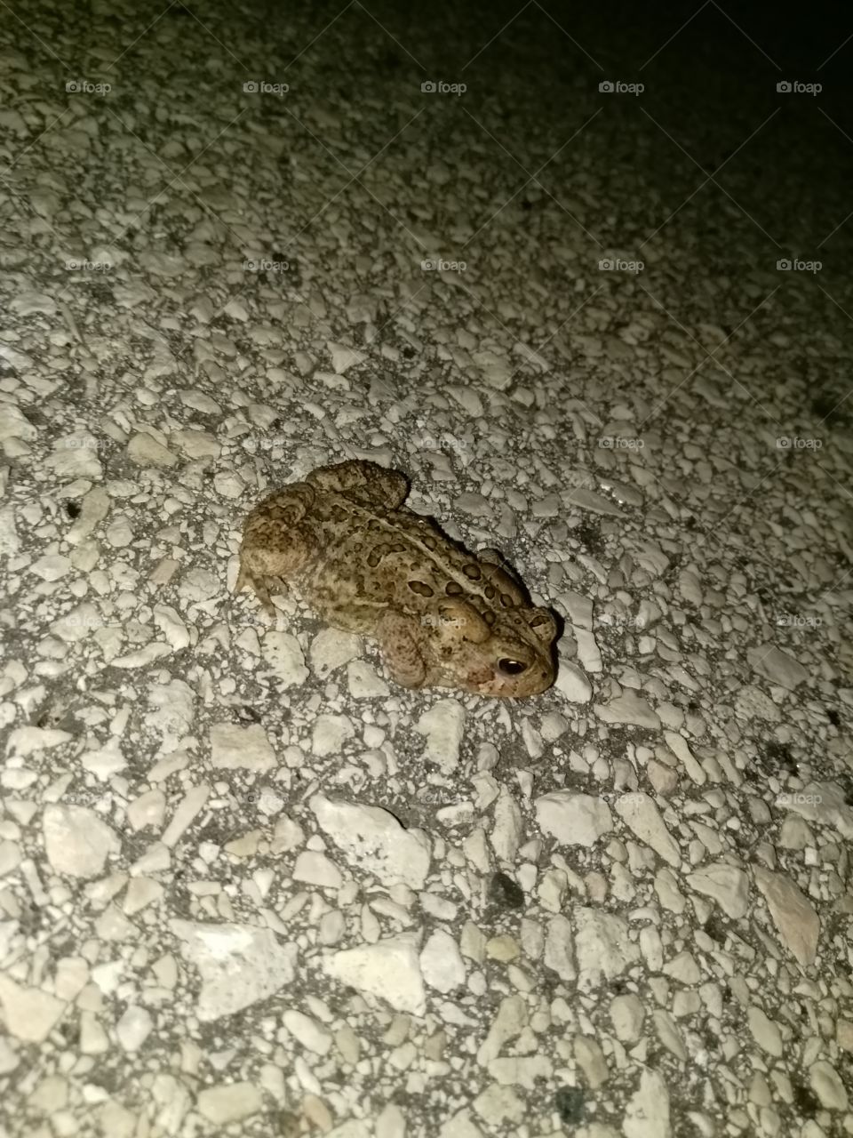 Toad's night out