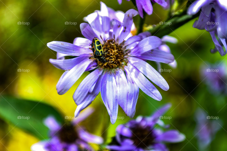 Flower and insect...