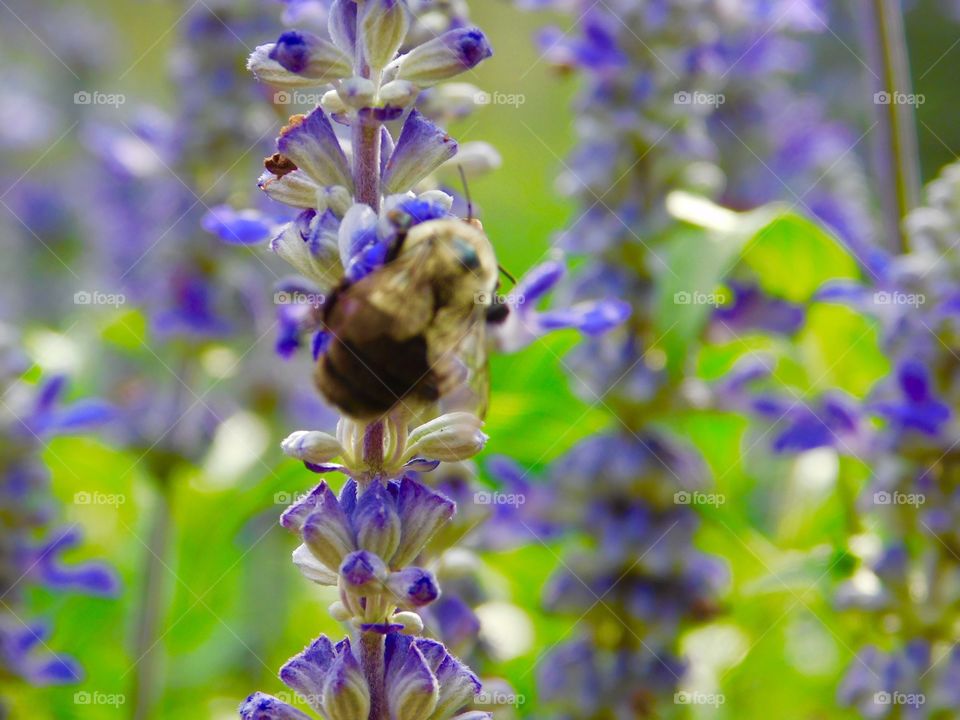 Close-up of bee pollinating on purple flower