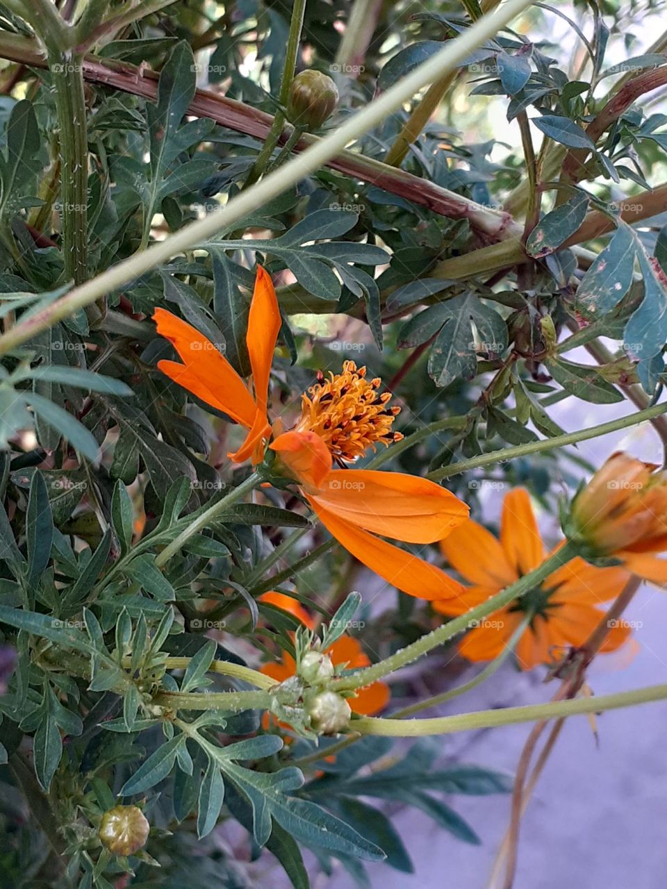 flores naranjas del jardín