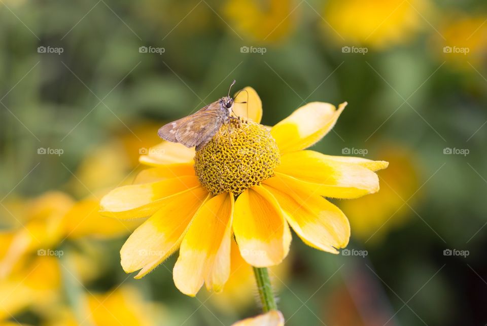 Mariposa en la flor