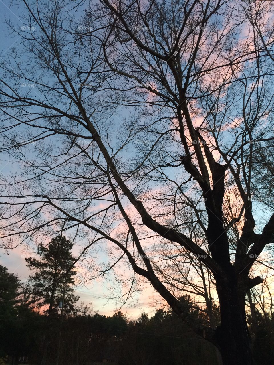 Tree, Wood, Landscape, Branch, No Person