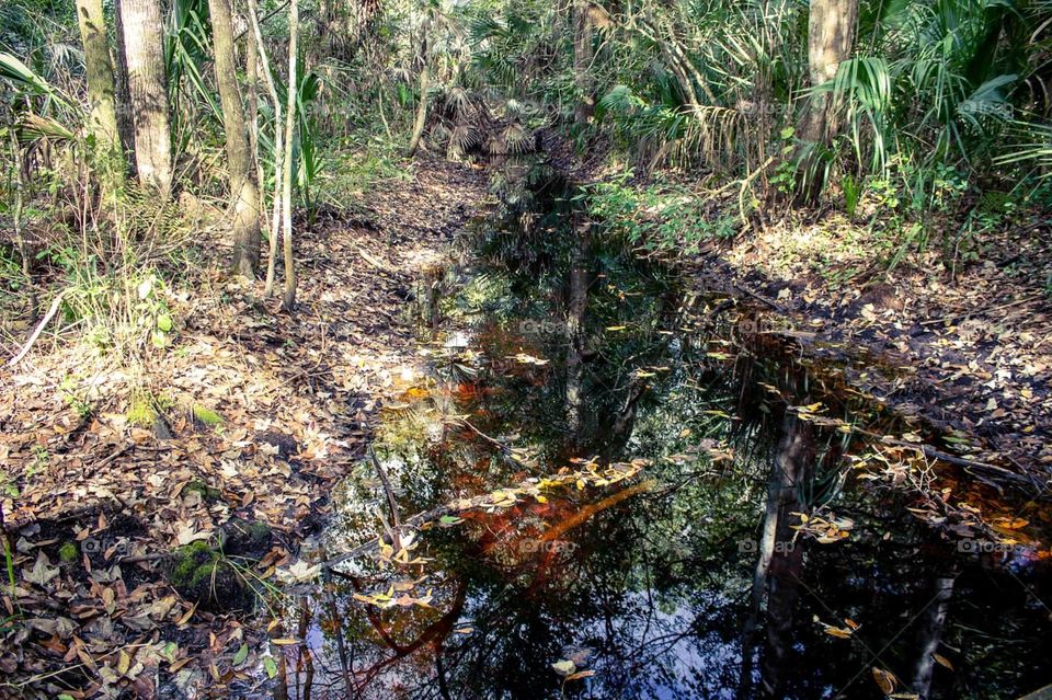 Florida creek