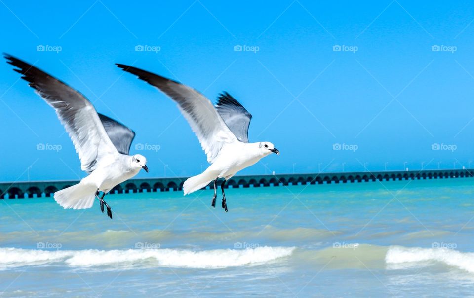 Seagulls flying over a Yucatan peninsula beach
