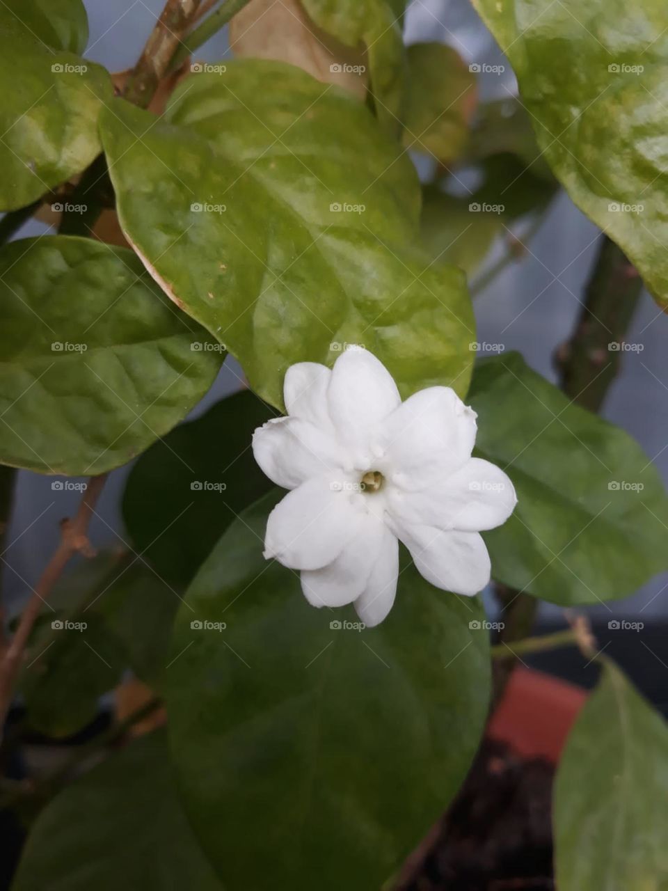 Jamal entered the egg inside