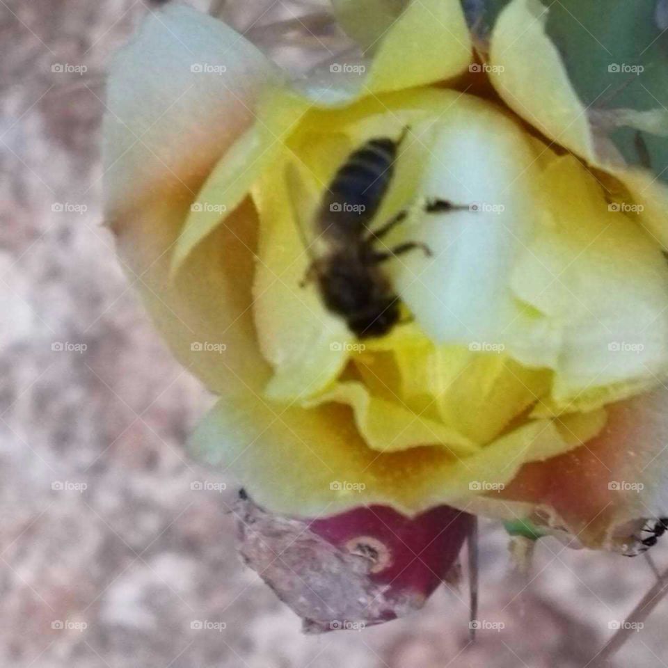 Beautiful bee on yellow cactus flower.