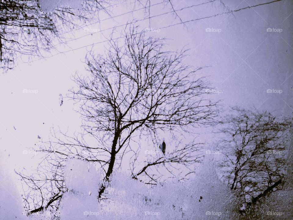 Winter, Snow, Tree, Branch, Cold