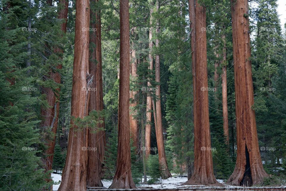 Sequoia forest 