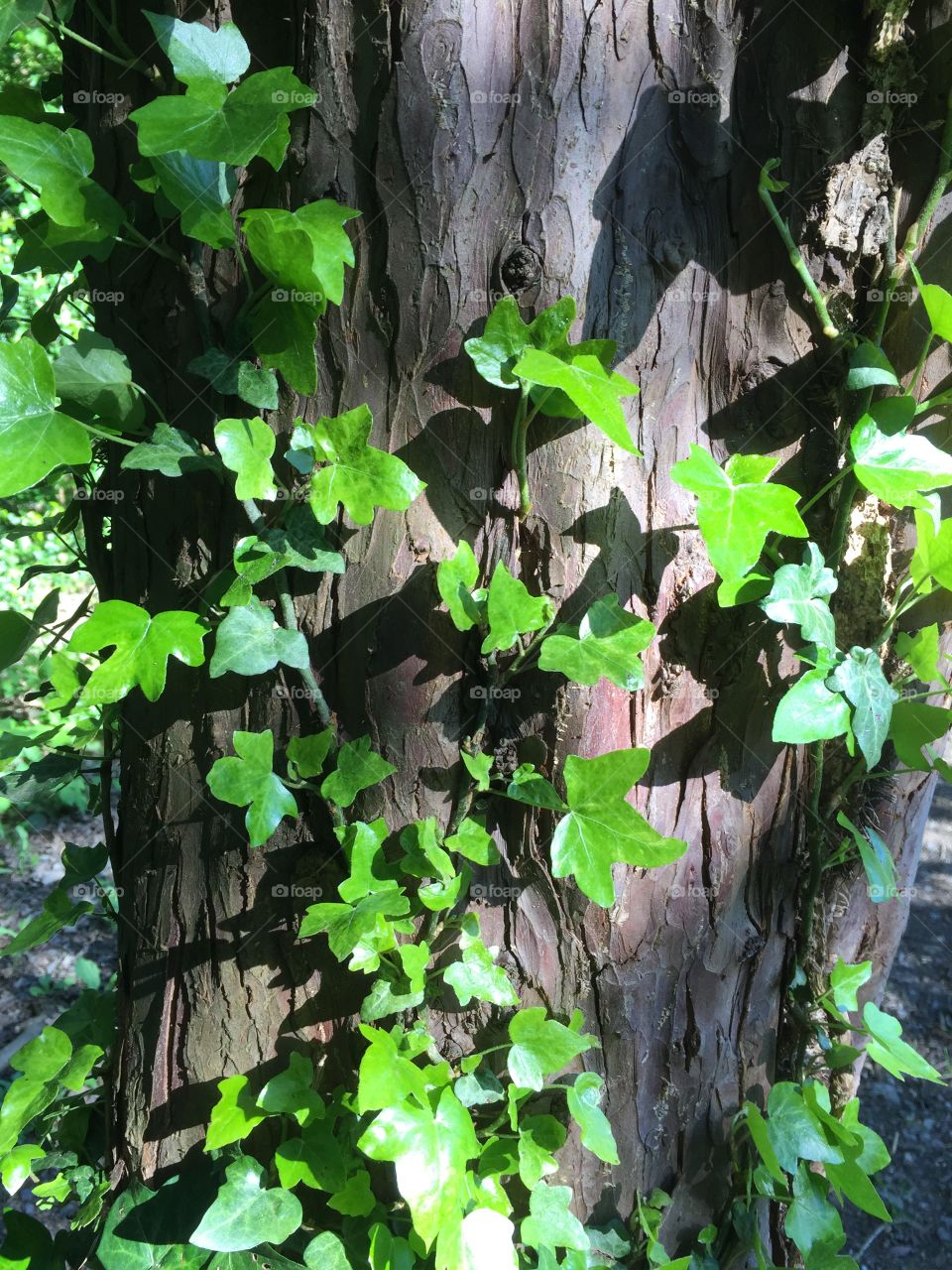Leaves and ivy on a tree