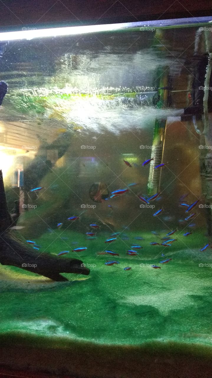 aquarium, fishes