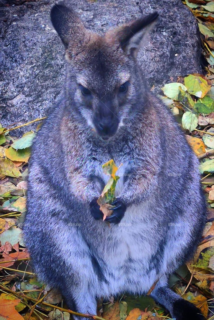 November. A small kangaroo holds a yellow leaf in its paws. Humor in nature. Animals. Wild animals