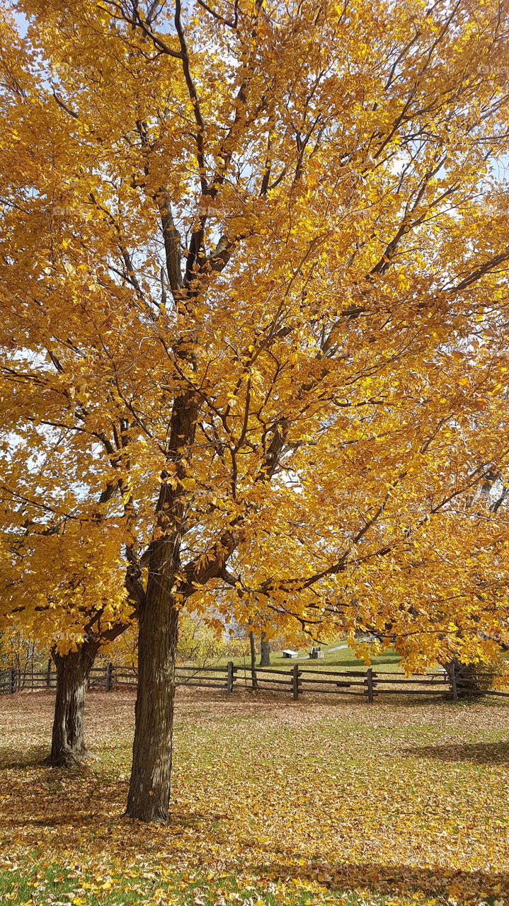 Colors of fall near Lake of the mountain, Prince-Edward county, Ontario, Canada