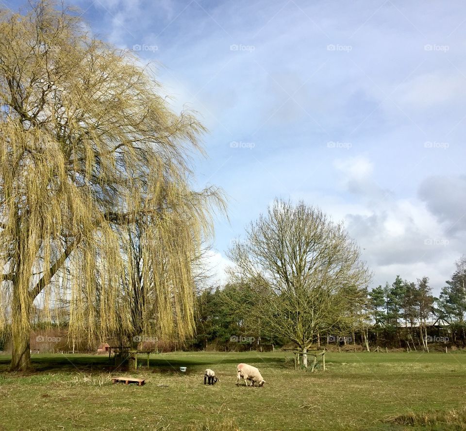 Sheep and lamb between trees