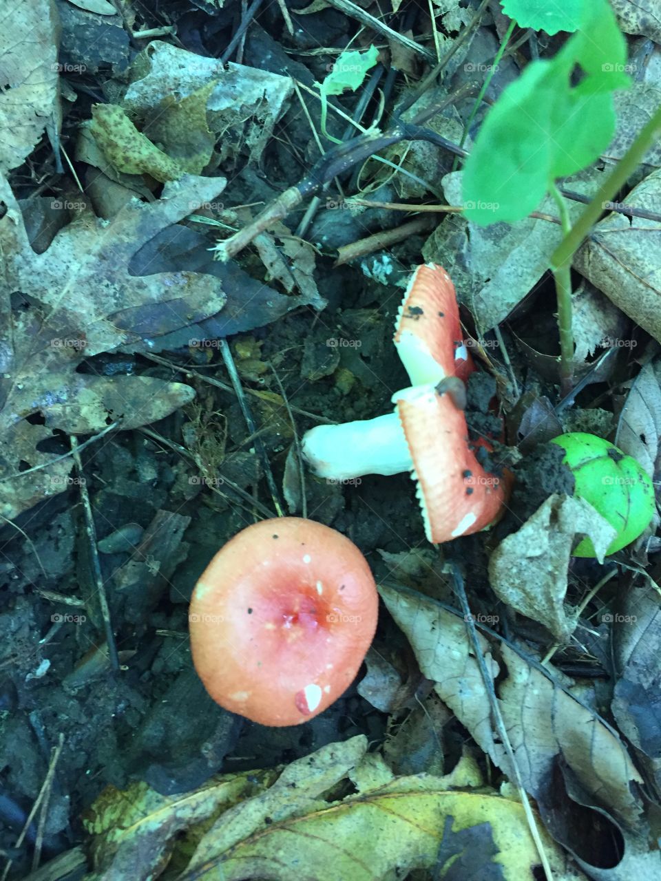 Woodland mushrooms 