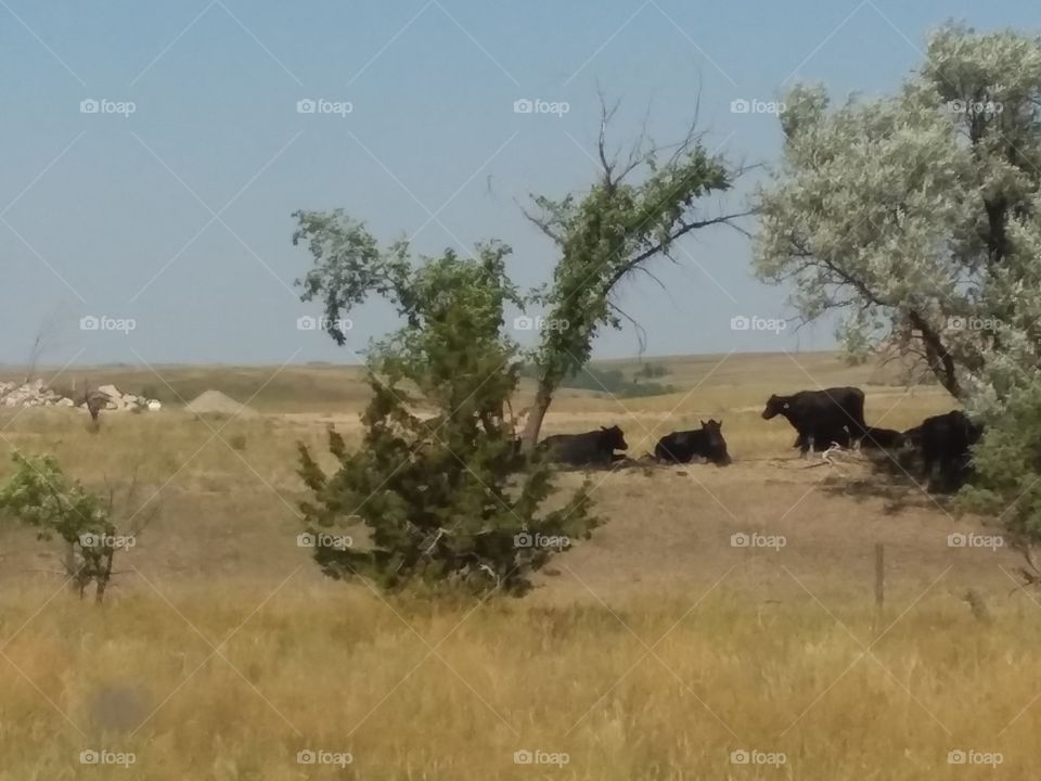 Cows in the Field
