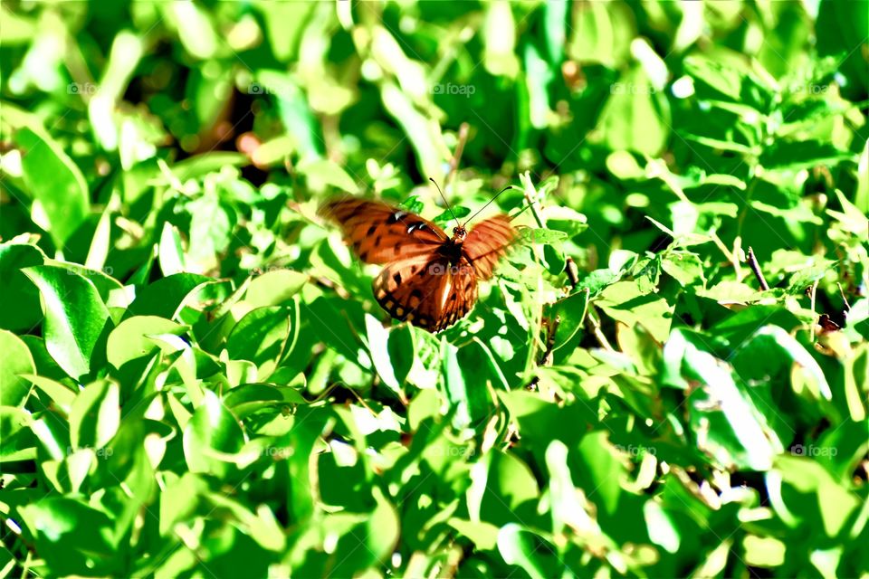 Butterfly in motion front 