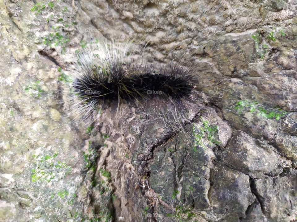 Big bisa black and white num