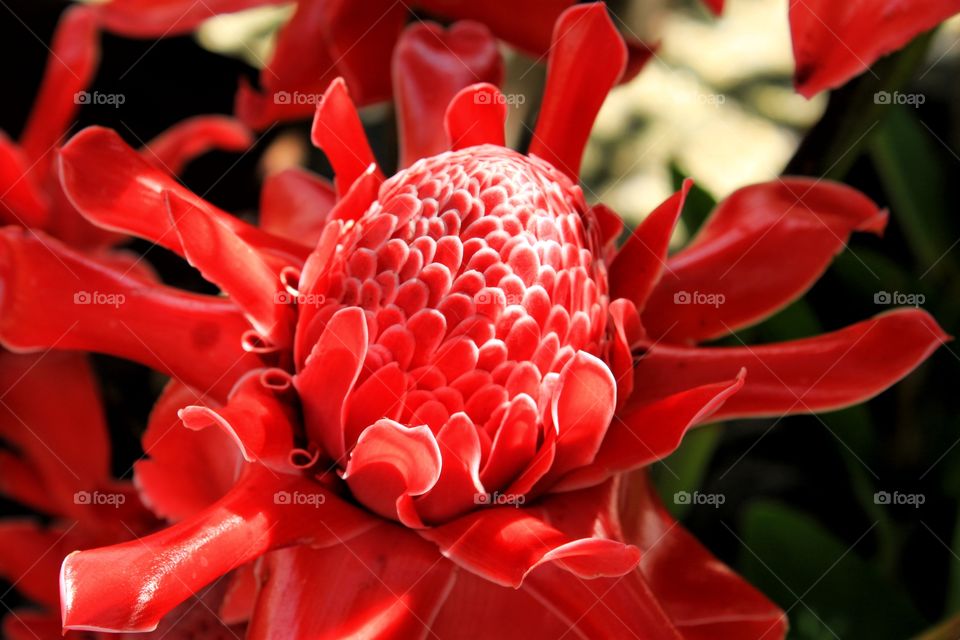 Red flower in the garden.