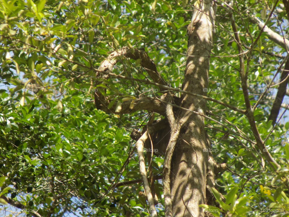 Beautiful tree on the edge of the river