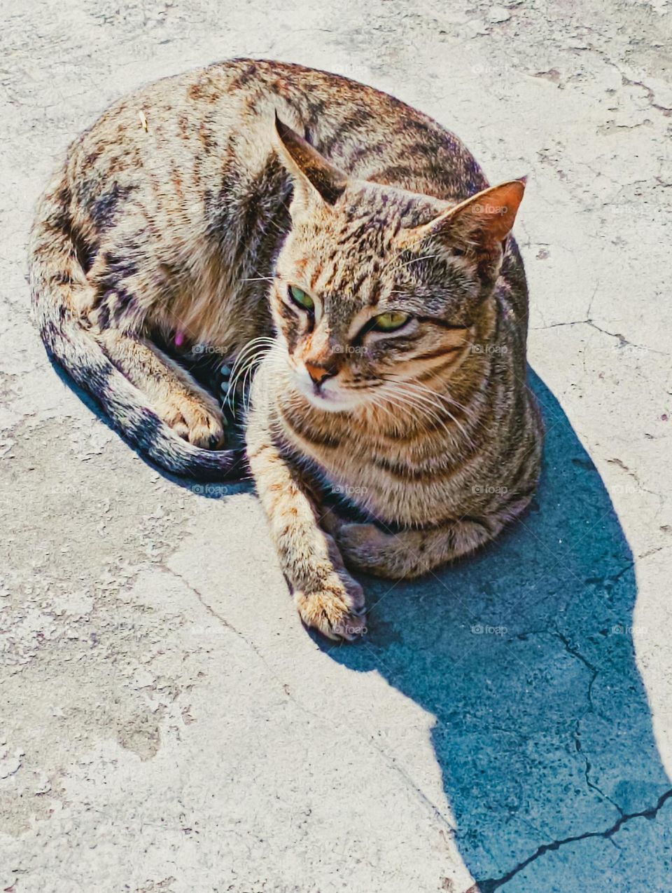 # beautiful cat image