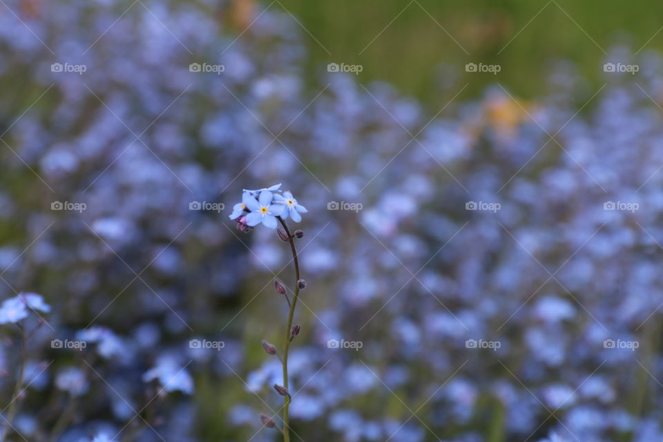 Flowers close up 