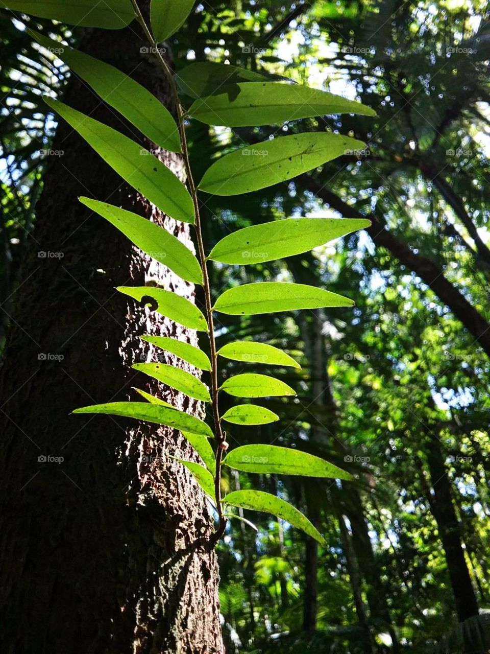 Pequeno broto procurando e desejando por um raio de sol.