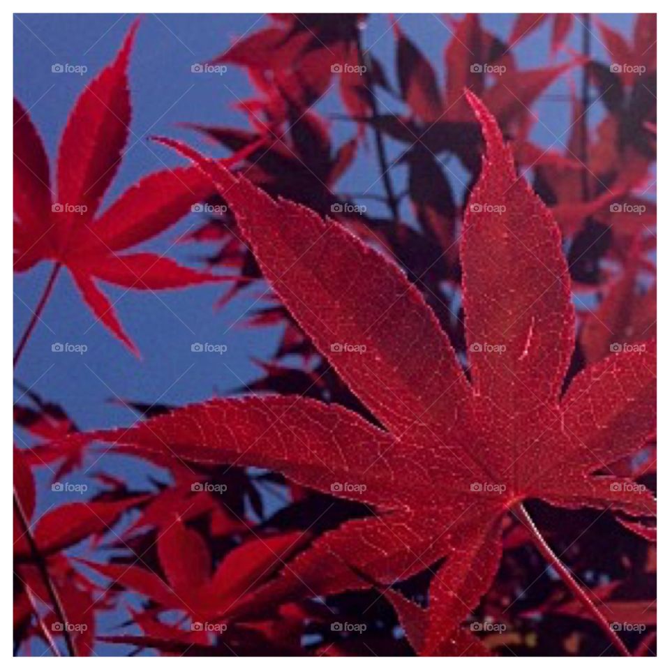 Red of Tree and Blue of Sky. Fantastic red and blue of nature