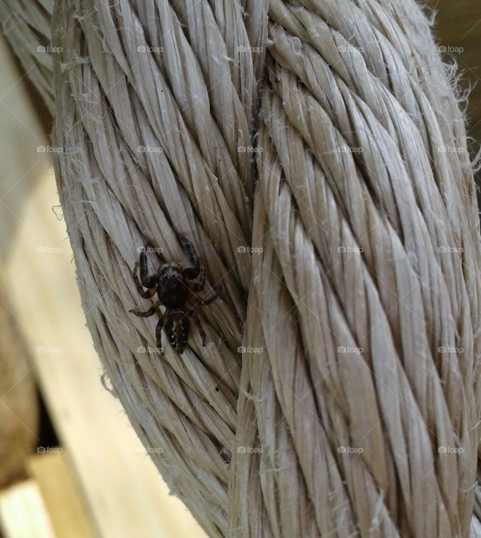spider on rope handle
