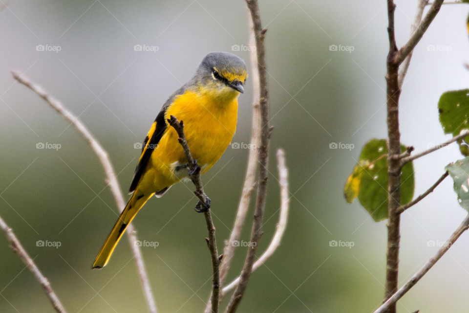 Scarlet Minivet (Female)