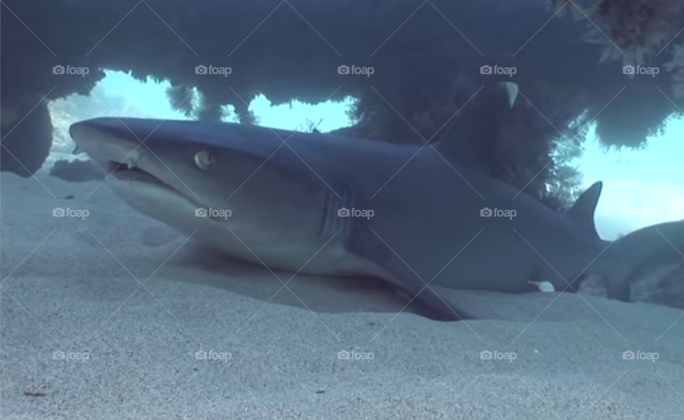 Blue whale fish Photo