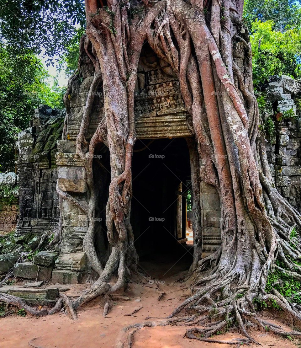 #cambodia #angkorwat #tree #natural #monument #ancient