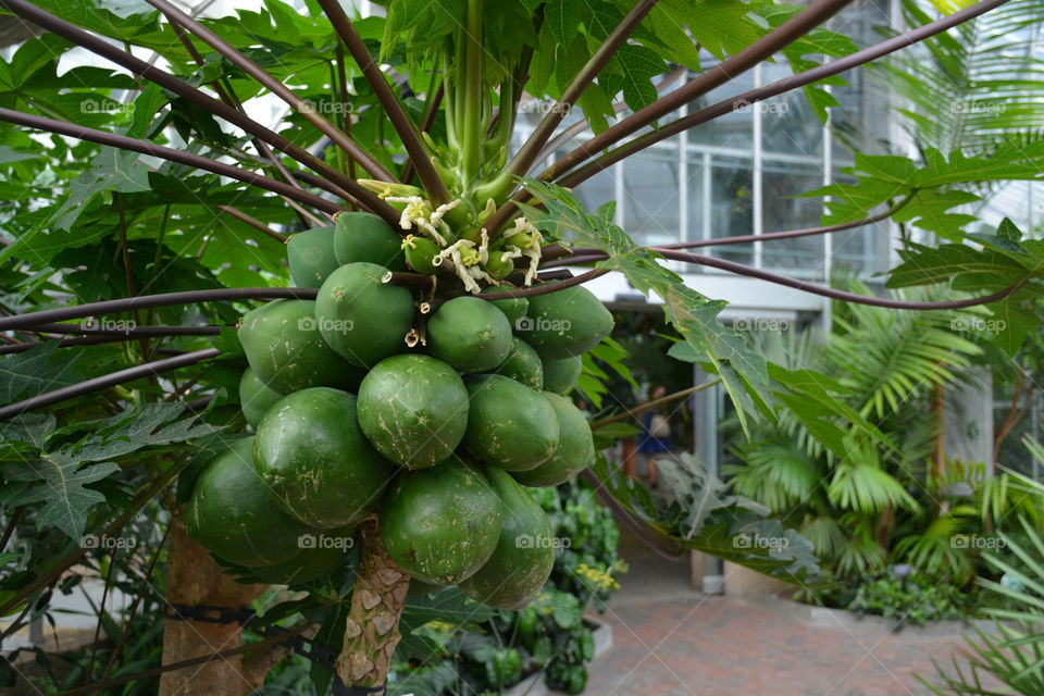 Exotic Fruits brimming with freshness and flavor. Fruit so ripe, it burst with juice when you bite into it. Eat it for the taste, love it for the nutrition!