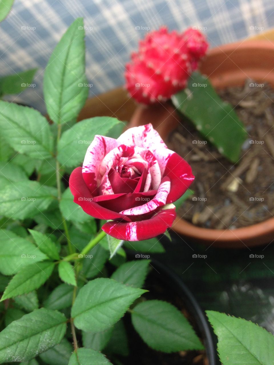 High angle view of red rose
