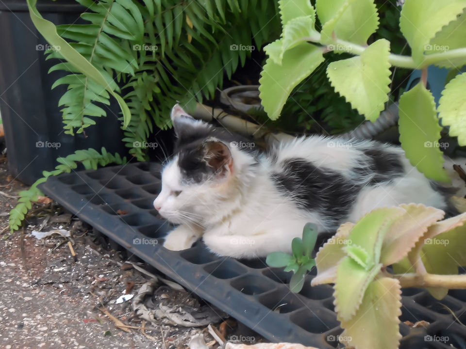 Cat On Seed Tray