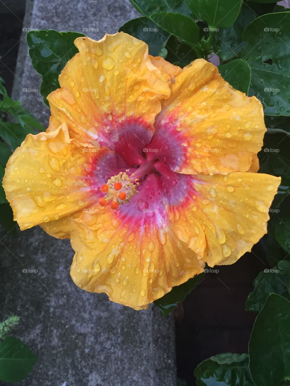 yellow hibiscus 