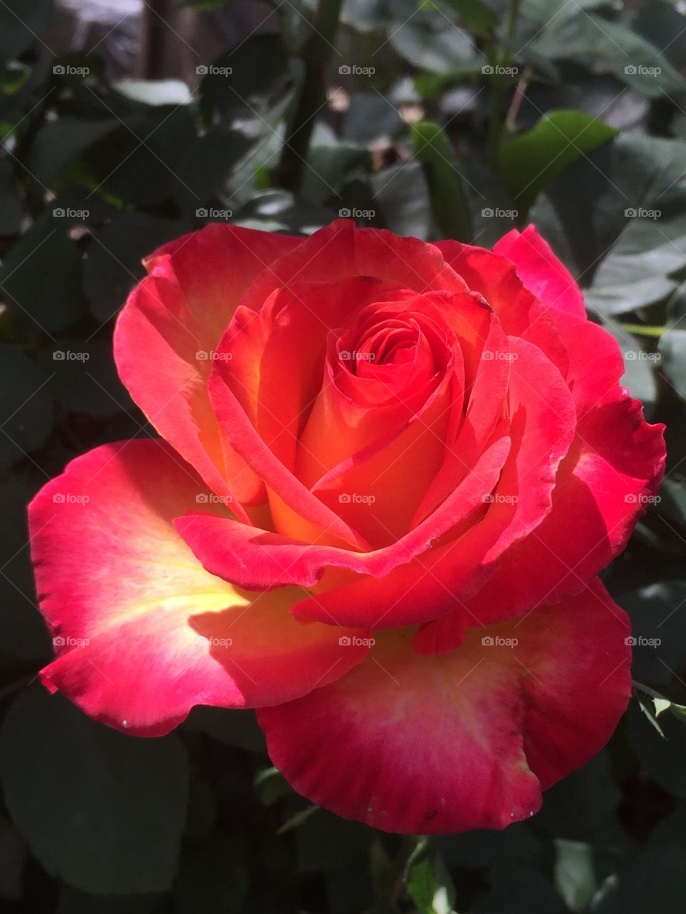 Vibrant rose