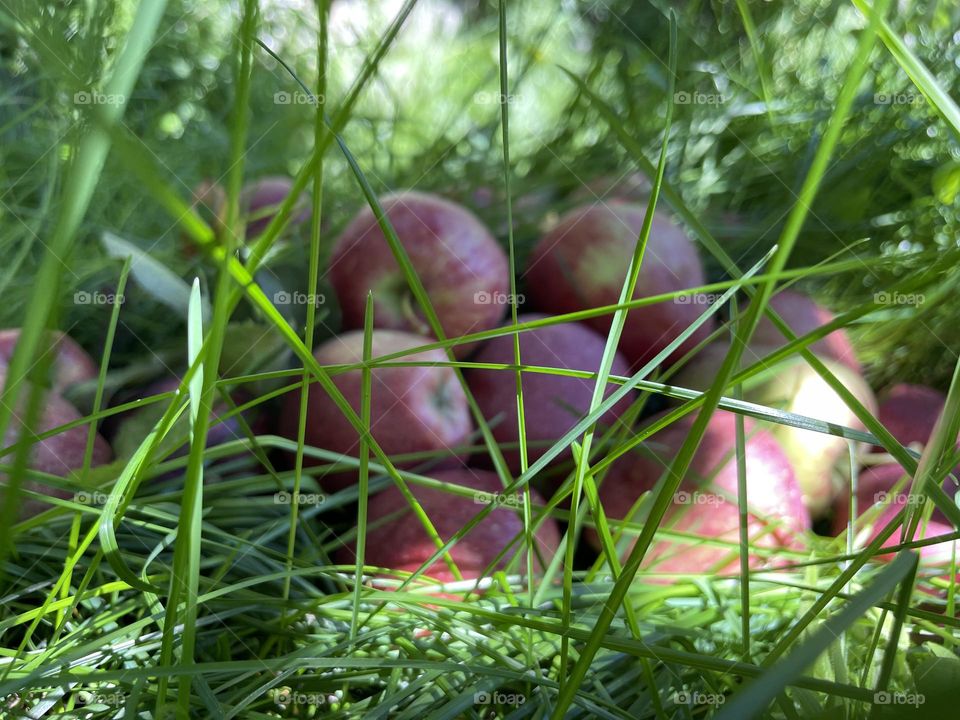 Royal deliciousness laid back