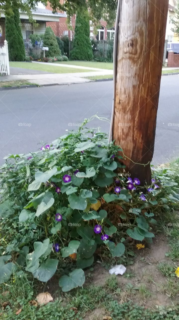 purple morning glories around telephone pole