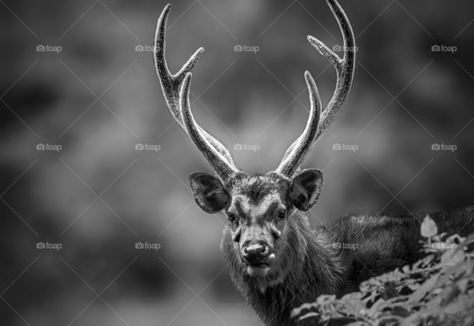 sambar deer