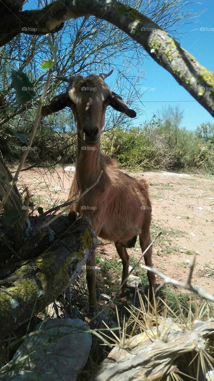 brown goat looking at my camera.