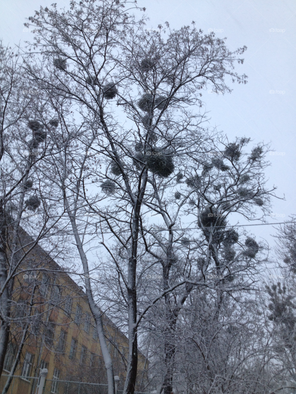 snow winter tree branch by lanocheloca