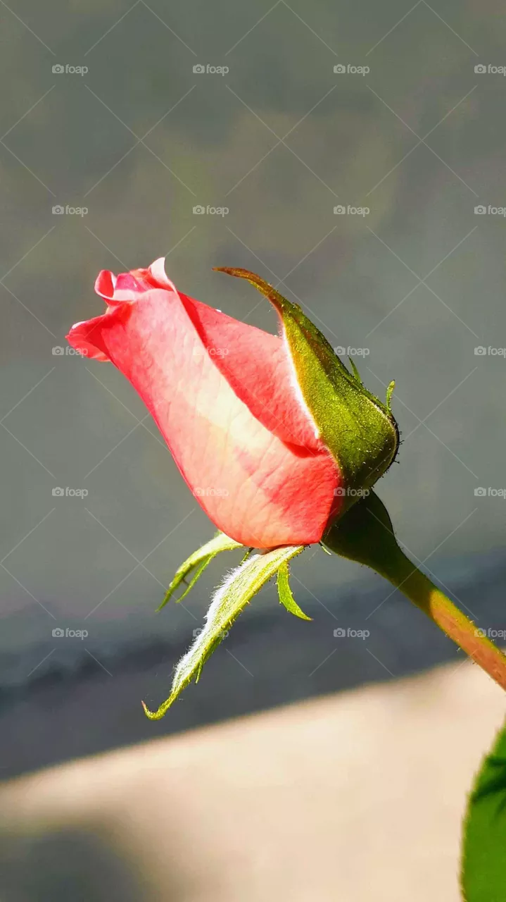 rose