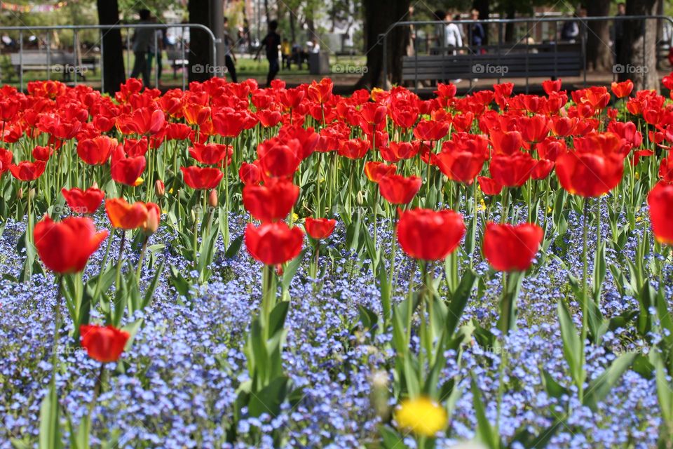 Tulips