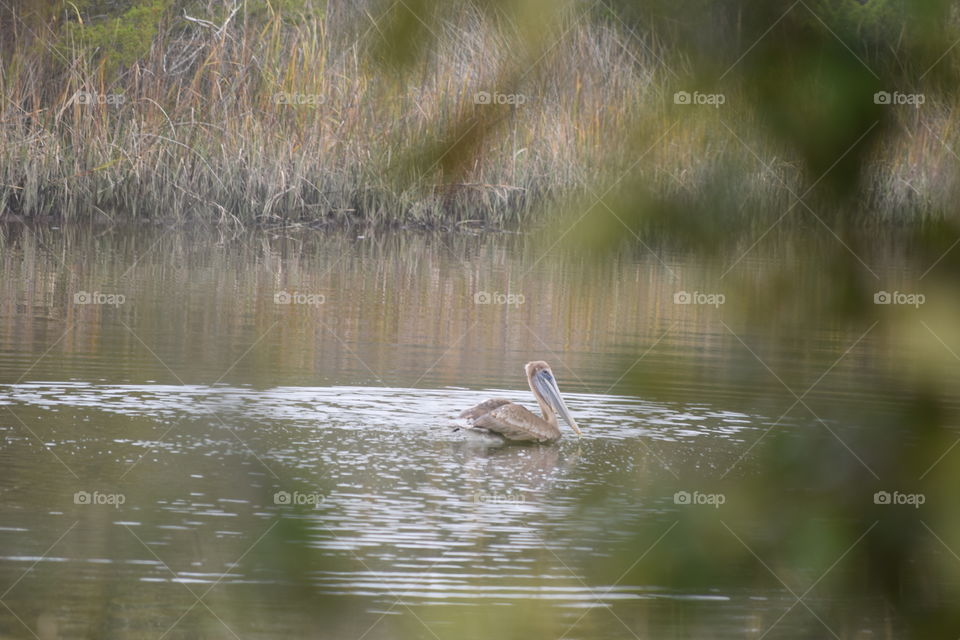 Pelican Swimming