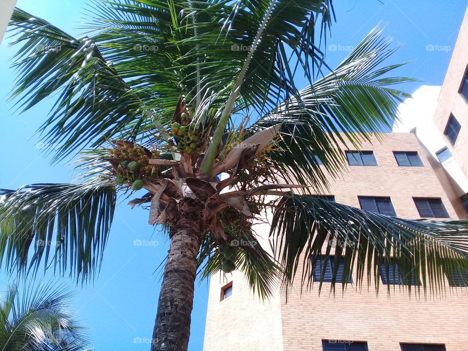 Coconut tree and building. A beautiful fall day.