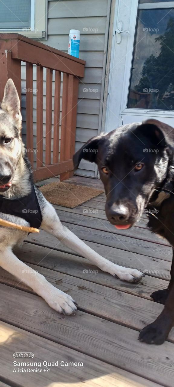 Nytro and taz posing for a photo on the back porch 