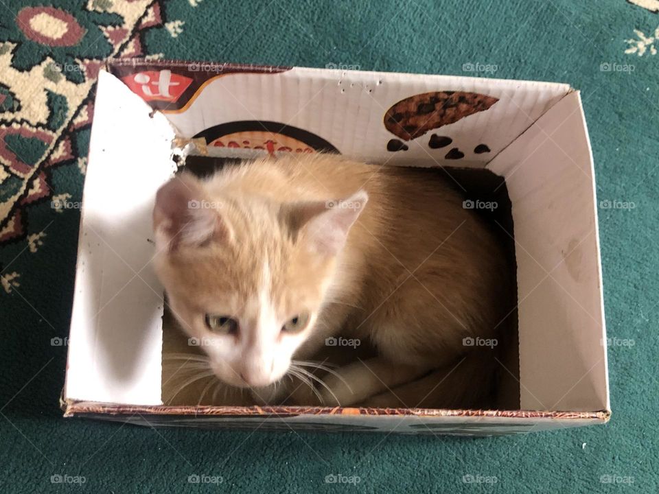 Beautiful cat in the box looking at camera 