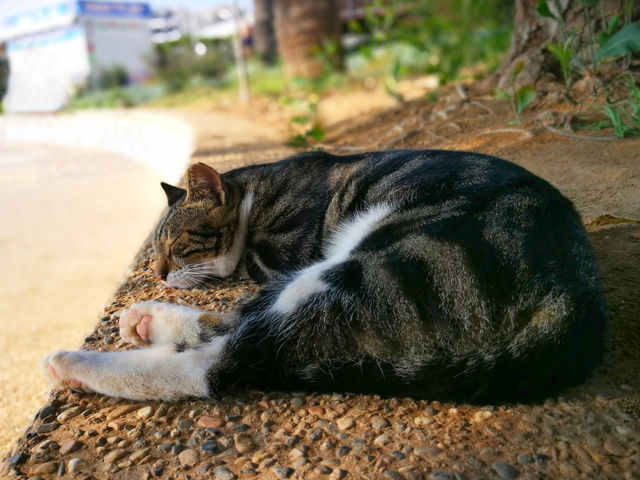 Cat sleeping
