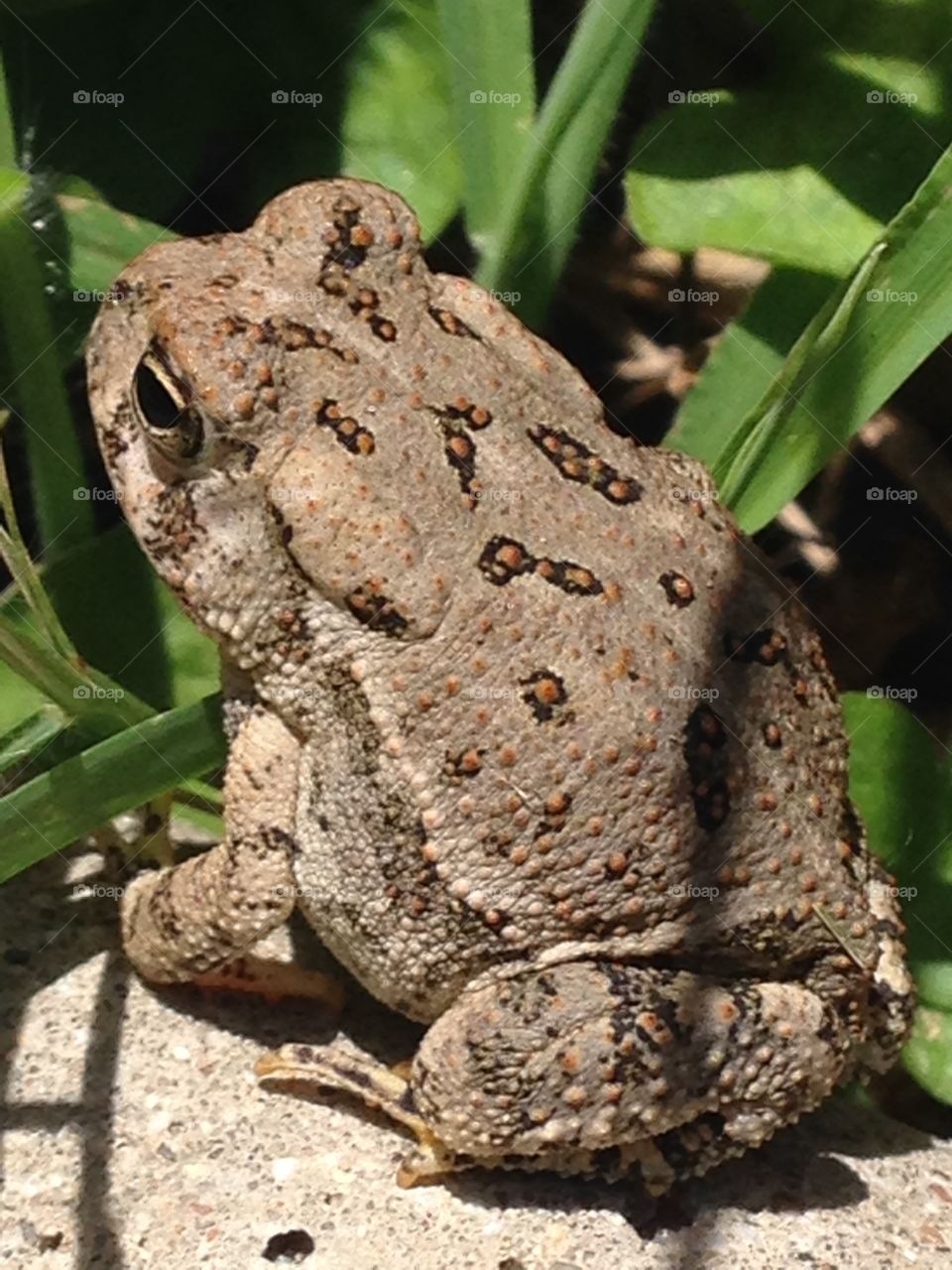 Frog pose. Frog in backyard